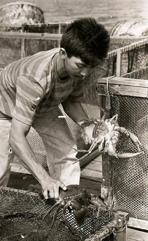 KHASIAT KETAM