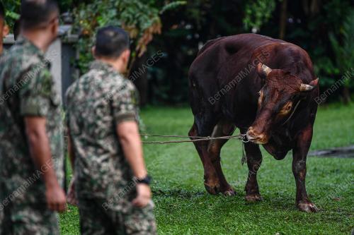 LEMBU SADO TRAK ATM