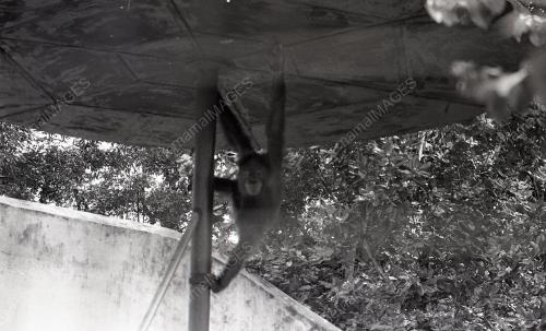 ZOO