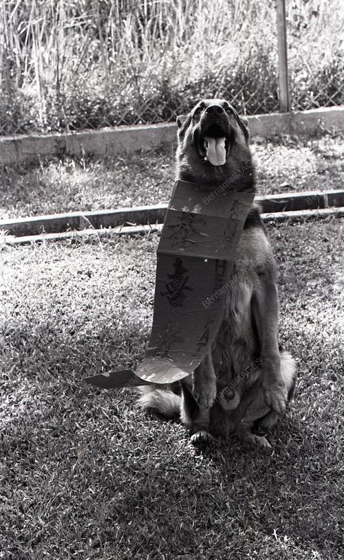 TAHUN ANJING