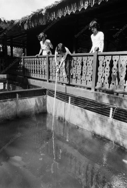TAMAN TEMA MIMALAND