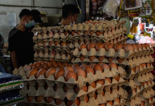 TINJAUAN BEKALAN TELUR AYAM AIDILFITRI
