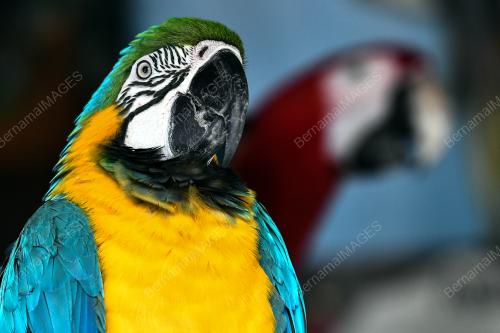 KL08_23122017_ZOO_MENARAKL_BN201712224692