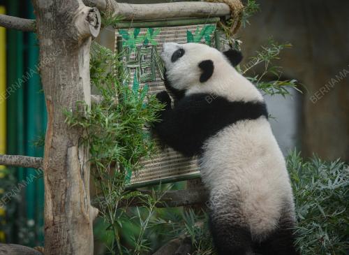MAJLIS PENAMAAN ANAK GIANT PANDA KETIGA