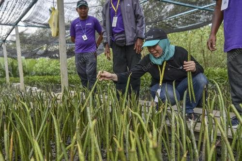 TANAMAN POKOK BAKAU KOMUNITI