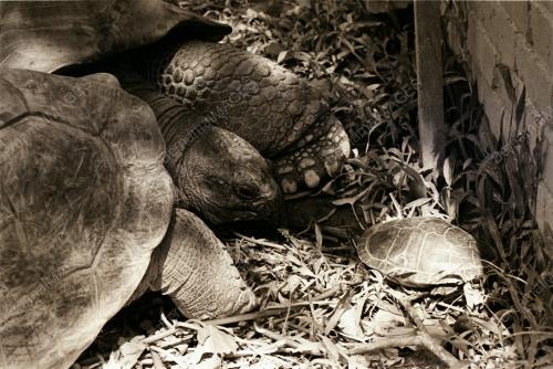 ZOO NEGARA