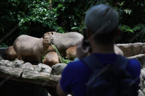CAPYBARA