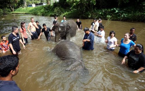 GAJAH