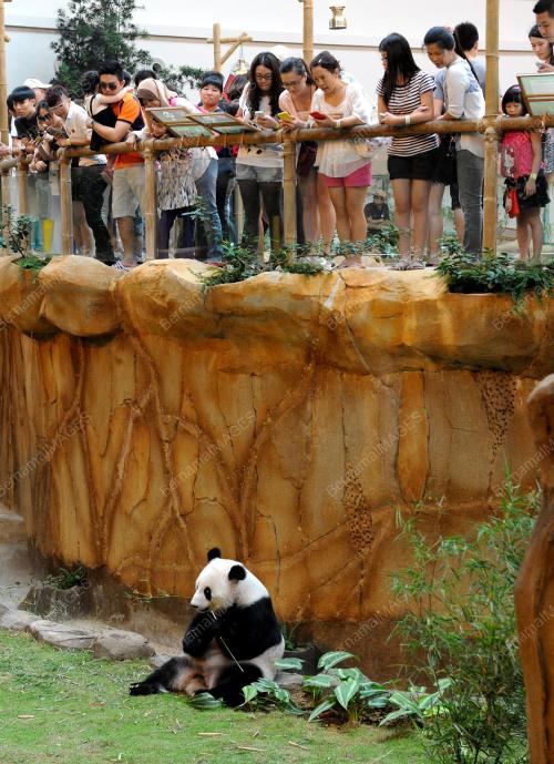 KL08_29072014_PANDA