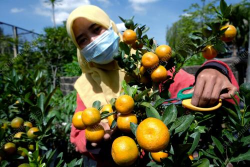 TINJAUAN PERSIAPAN HARI RAYA CINA