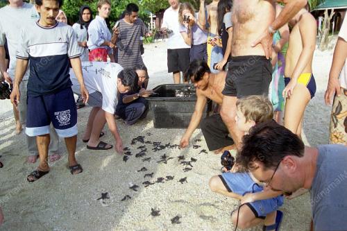KL09-13_06_2001_TURTLES_27012016