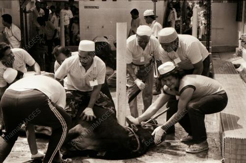 HARI RAYA QURBAN DI KAMPUNG BARU