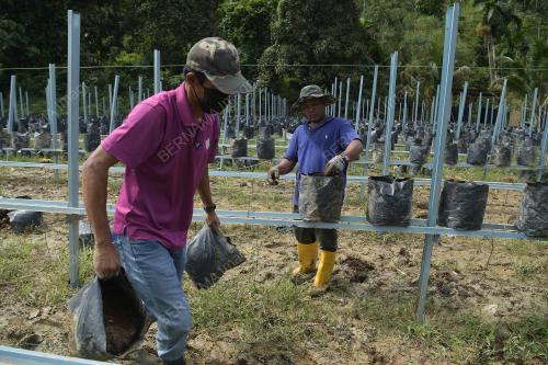 KEBUN CILI