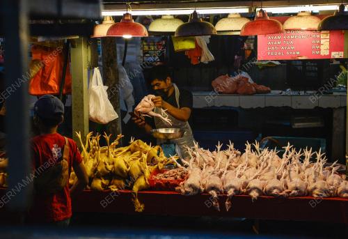 TINJAUAN AYAM MENTAH PASAR CHOW KIT