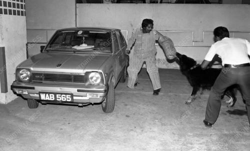 DEMONSTRASI ANJING