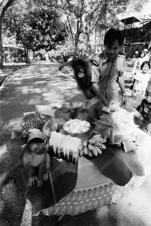 MONYET DI ZOO NEGARA