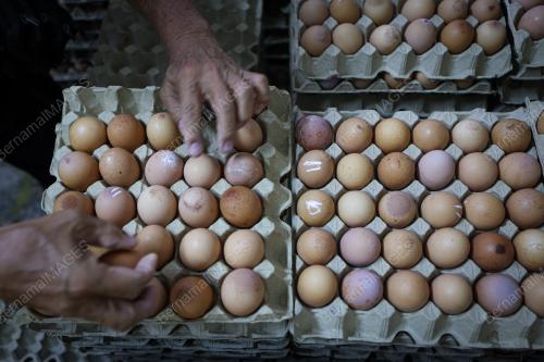 TINJAUAN SUBSIDI HARGA TELUR
