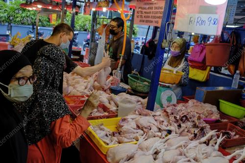 TINJAUAN HARGA AYAM BERSIH