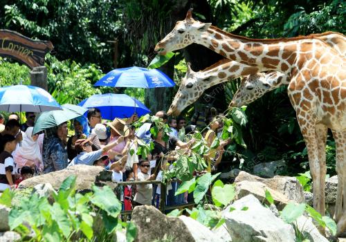 ZOO_TUMPUAN