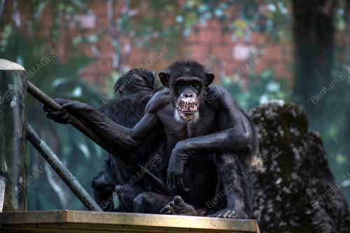 ZOO SELURUH NEGARA PERLU RM8 JUTA TAMPUNG KOS OPERASI