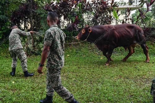 LEMBU SADO TRAK ATM