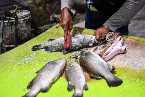 MEMANCING KOLAM