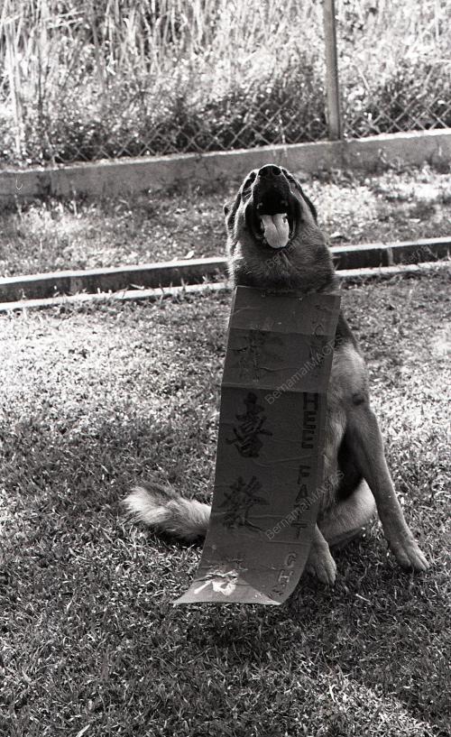 TAHUN ANJING
