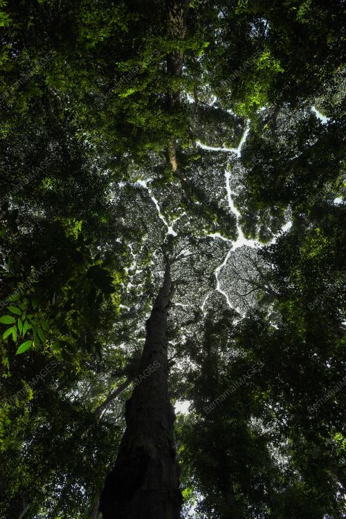 INSTITUT PENYELIDIKAN HUTAN MALAYSIA
