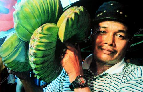 PISANG KEMBAR SETANDAN
