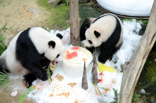 KL09_23082017_PANDA