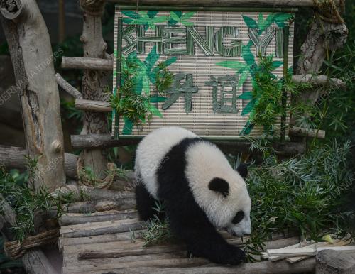 MAJLIS PENAMAAN ANAK GIANT PANDA KETIGA