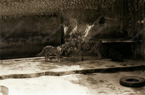 ZOO NEGARA