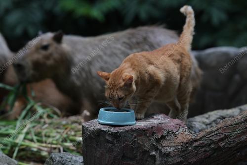 OYEN & CAPYBARA