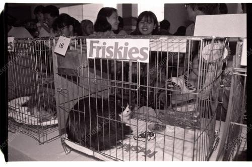 PERTANDINGAN KUCING