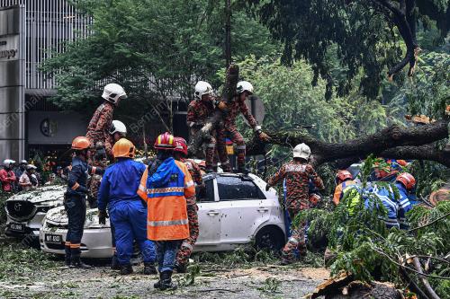 POKOK TUMBANG