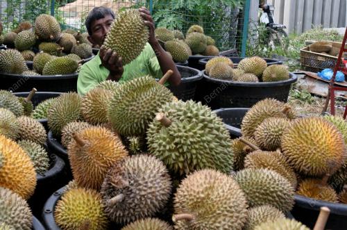 DURIAN