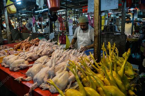 TINJAUAN AYAM MENTAH PASAR CHOW KIT