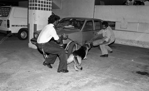 DEMONSTRASI ANJING