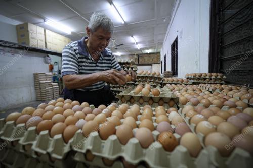 TINJAUAN SUBSIDI HARGA TELUR