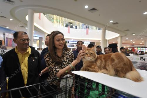 KL10_12012019_KUCING_BN201901117927