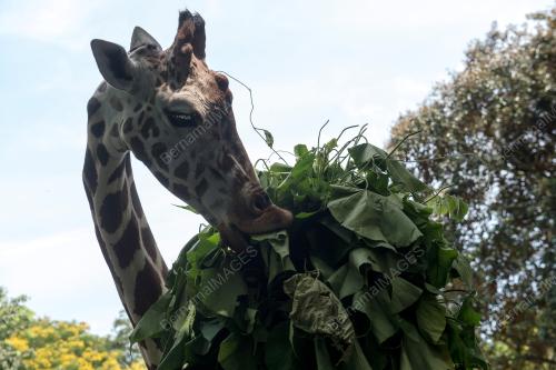 ZOO SELURUH NEGARA PERLU RM8 JUTA TAMPUNG KOS OPERASI