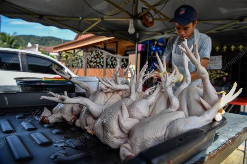 TINJAUAN BEKALAN AYAM MENTAH