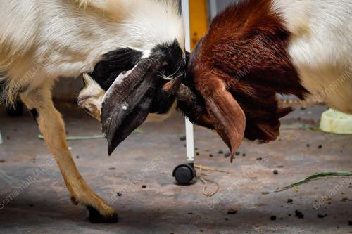 PENTERNAK KAMBING YANG ANEH