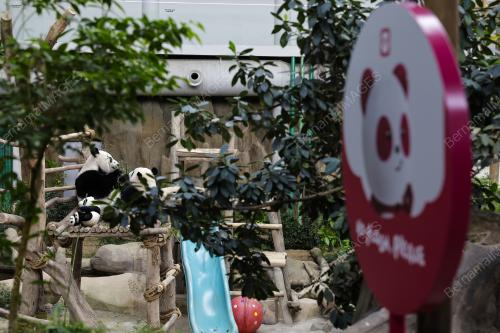 PANDA ZOO NEGARA