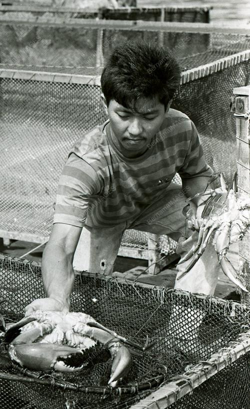 KHASIAT KETAM