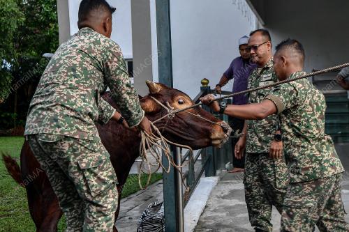 LEMBU SADO TRAK ATM