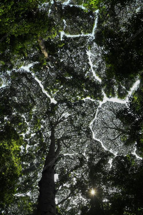 INSTITUT PENYELIDIKAN HUTAN MALAYSIA