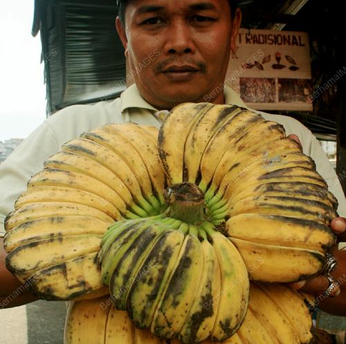 PISANG KEMBAR SETANDAN