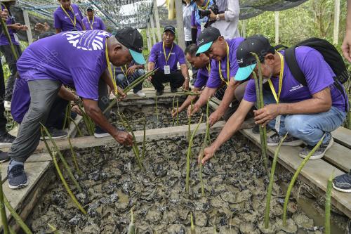 TANAMAN POKOK BAKAU KOMUNITI