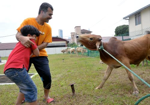 KL10_25102012_LEMBU_KORBAN